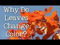 Understanding Autumn Leaves