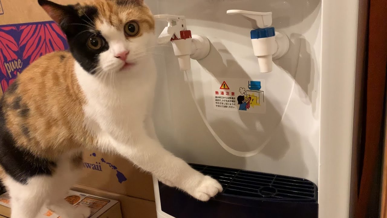 ウォーターサーバーが な猫 Youtube ウォーターサーバーが な猫 Youtube