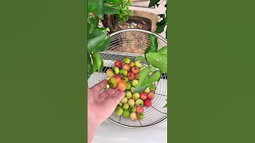 cây sơ ri trĩu quả giữa Đất SG 🪴🪴gợi thêm chút vương lòng nhớ quê