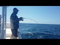 30 plus lb grouper on Black Hole Cape Cod Special Slow Pitch jigging rod in Panama