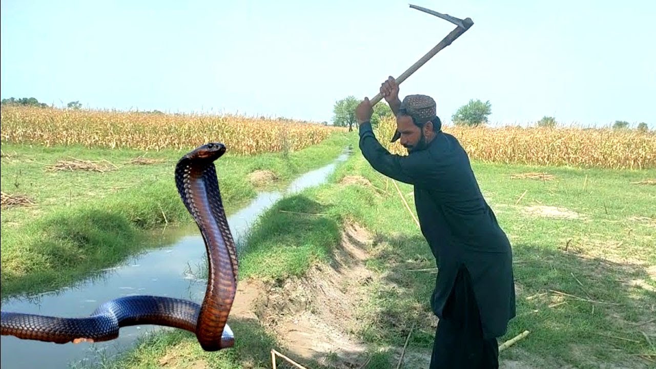 नागकन्या | Naag kanya | नागो की रक्षक छोटी नागिन की चमत्कारी कहानी  @kivitv616