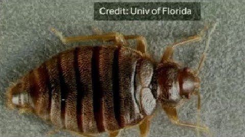 Brandon library temporarily closed after bedbugs found in books