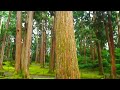 福井県 平泉寺白山神社