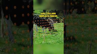 Gps collars replace fences #fyp #popular #foryou #knowledge #unique #content #pasture #science