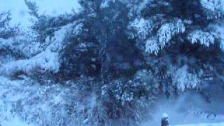 Second Blizzard Of 2010  Knocks Down Tree Branch