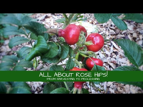 All Things Rose Hips!