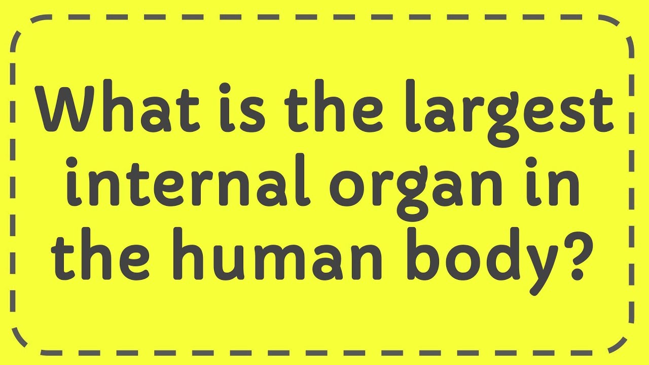 what-is-the-largest-internal-organ-in-the-human-body-youtube