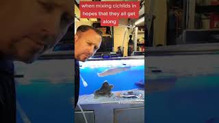 Cichlid keeping question answered! #shorts #fyp #foryou #fishtok