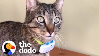 Cat's GPS Reveals His Deepest Secret | The Dodo Cat Crazy