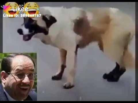 كلنا وياك يالمالكي