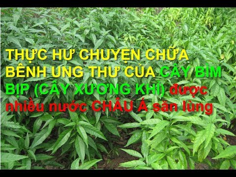 Cây bìm bịp, cây xương khỉ, các nước Châu Á đang săn lùng để chữa bệnh ung thư. Nhận dạng cây thuốc