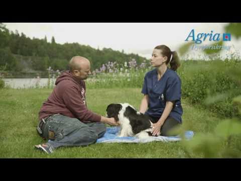 Video: Lymfeknudebetændelse (lymfadenitis) Hos Hunde