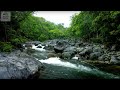 10 hours of relaxing jungle sounds  planet earth ii  earth unplugged