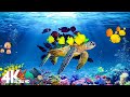 Aquarium 4K VIDEO (ULTRA HD) - Beautiful Coral Reef Fish - Sleep Relaxing Meditation Music