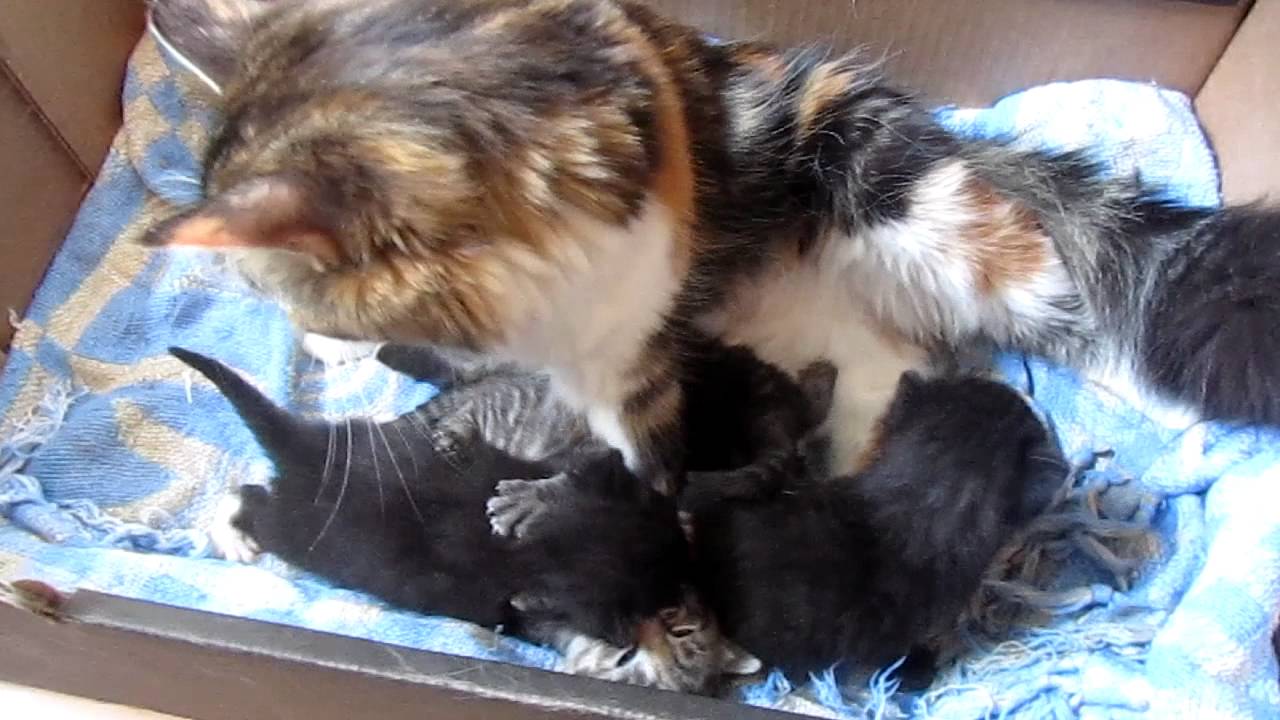 17 day old kittens