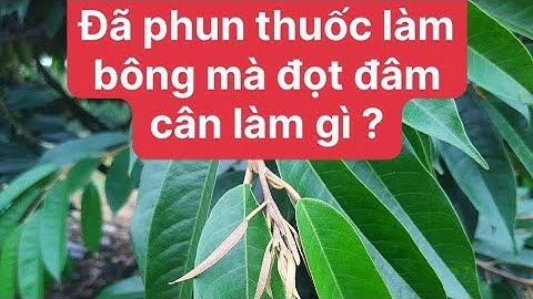 Cách xử lí chặn đọt sau khi phun làm bông gập mưa đọt đi mạnh cùng mr chương không cháy lá k suy cây