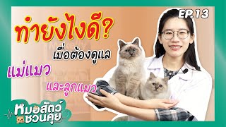 ทำยังไงดีเมื่อต้องดูแลแม่แมวและลูกแมว? | หมอสัตว์ชวนคุย EP 13