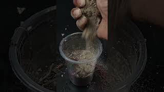 Unique Skill How to grow papaya tree from cutting with Eggplant #gardening #lemontree #fruittree