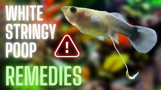 Guppy Fish Care - White Stringy Poop in Guppy Fish - Remedies by Guppy Channel 15,895 views 1 year ago 5 minutes, 29 seconds