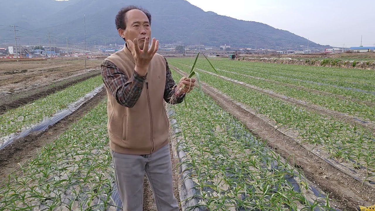 황금알농법 영농교육 고성 마늘 다수확 비료량 엽면시비 설탕물 돈버는농사 동해방지