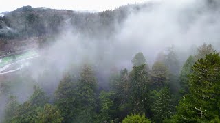'O Rew - Save the Redwoods League