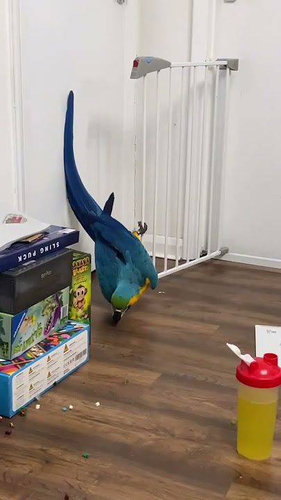 This has got to be the funniest video I’ve ever taken of Shelby! The over exaggerated tiptoeing 😂