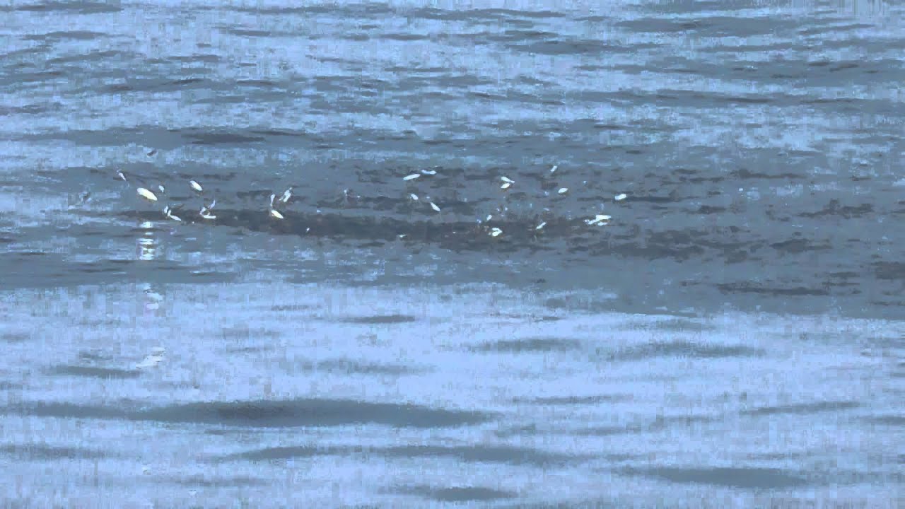 ナブラ とは肉食魚に追われた小魚が海面を波打つ現象を言います 海釣り用語編 和歌山県 Youtube