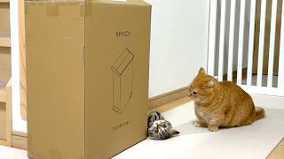 猫が開けれないゴミ箱に買い替えた。子猫は拗ねた。兄猫は慰めた。