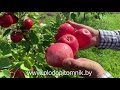 Яблоня сорт МЕЧТА. Один из лучших летних сортов яблок для сада