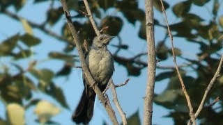 Gray Catbird: MEOW