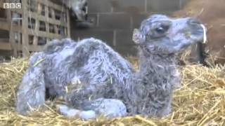 Richmond farm surprised by Virgin Camel's Birth