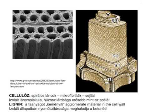 Videó: Különbség A Dendrokronológia és A Dendroklimatológia Között