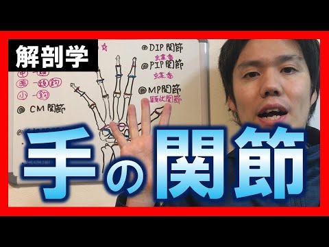 【基礎から勉強・解剖学】手の関節【理学療法士・作業療法士】