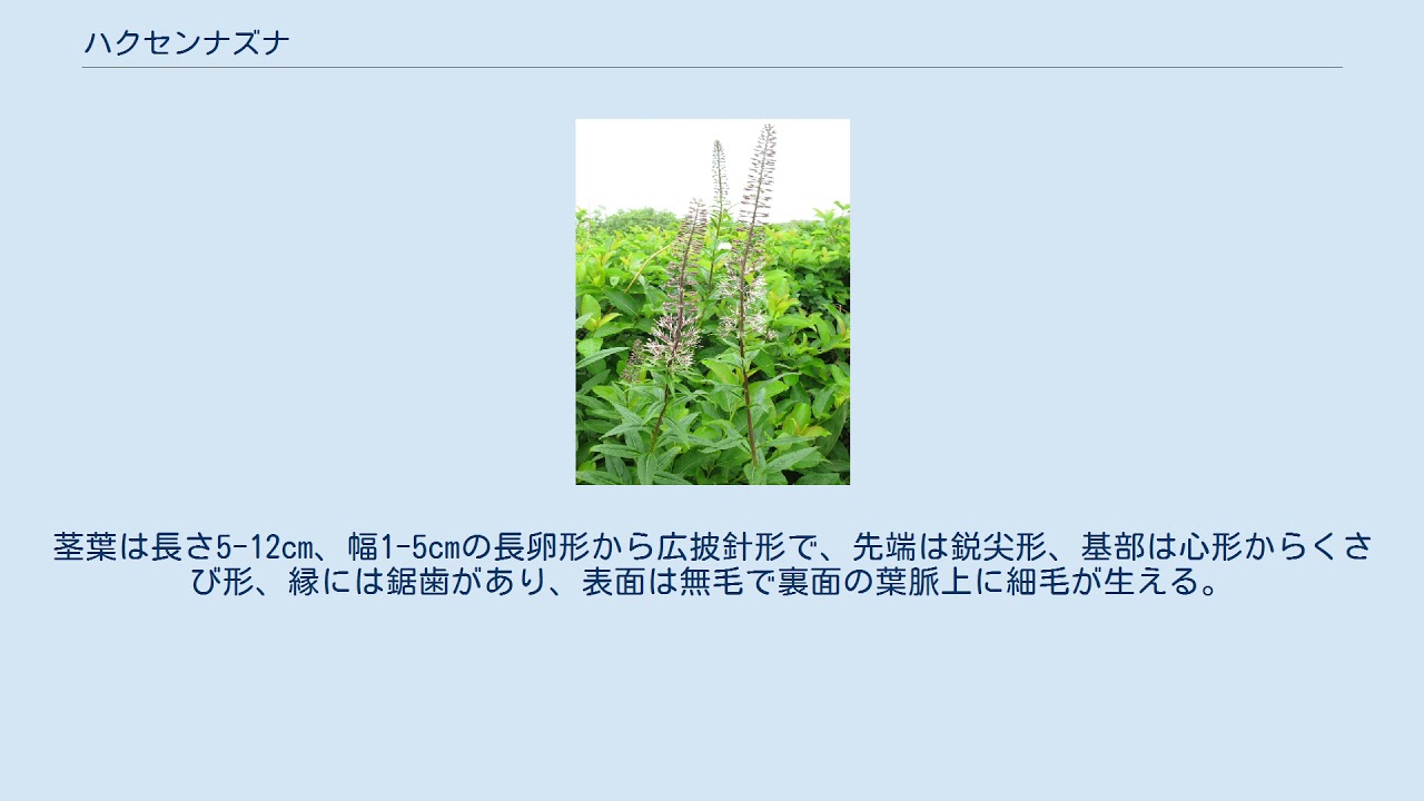 ハクセンナズナ Youtube
