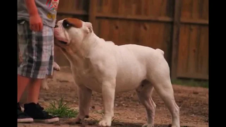 Best Kept Secret Bullyz Butterbean  . Making it ha...