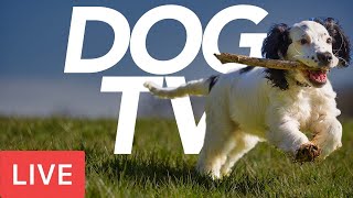 Exciting LIVE Dog TV  Relax Your Dog with Interactive Footage! (24/7)