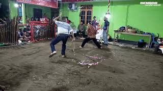 Download Lagu KUDA LUMPING TURONGGO SETO KARANGREJO | Belum mulai sudah kesurupan MP3