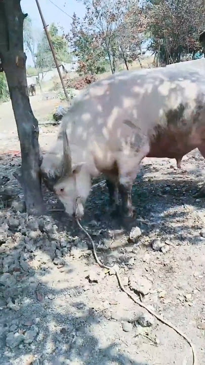 Albino Buffalo #viralvideo #animals #strongbull #trending #bull #bullfarm #bulls #wildlife #fyp