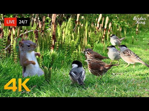 🔴 24/7 LIVE: Cat TV for Cats to Watch 😺 Birds and Squirrels Never End 📺 4K Cat Games