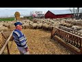 500 DE OI SI CAPRE ,BERBECI MERINOS DE PESTE 100 KG ,LA DOMNUL VASILE . COLELIA ,JUD.IALOMITA.