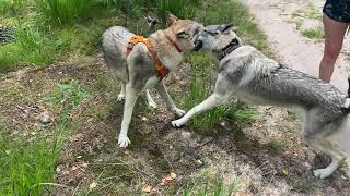 Wolfdogs playing