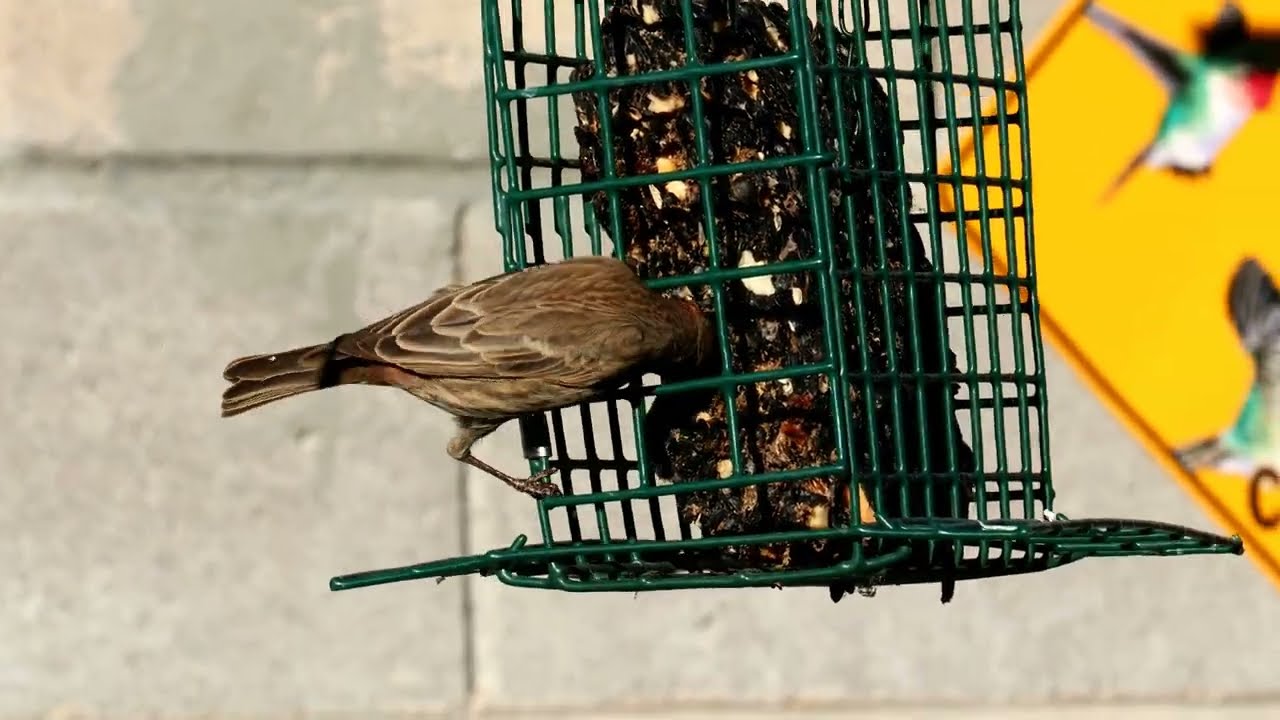 House finches on the suet feeder in 4K YouTube