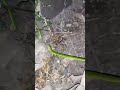 Snake 🐍 green one #snake #viralvideo #viralshorts #nature #animals #newsong #love #music #ganga