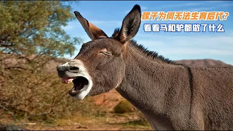 骡子为什么无法生育后代？看看马和驴都做了什么？ - 天天要闻