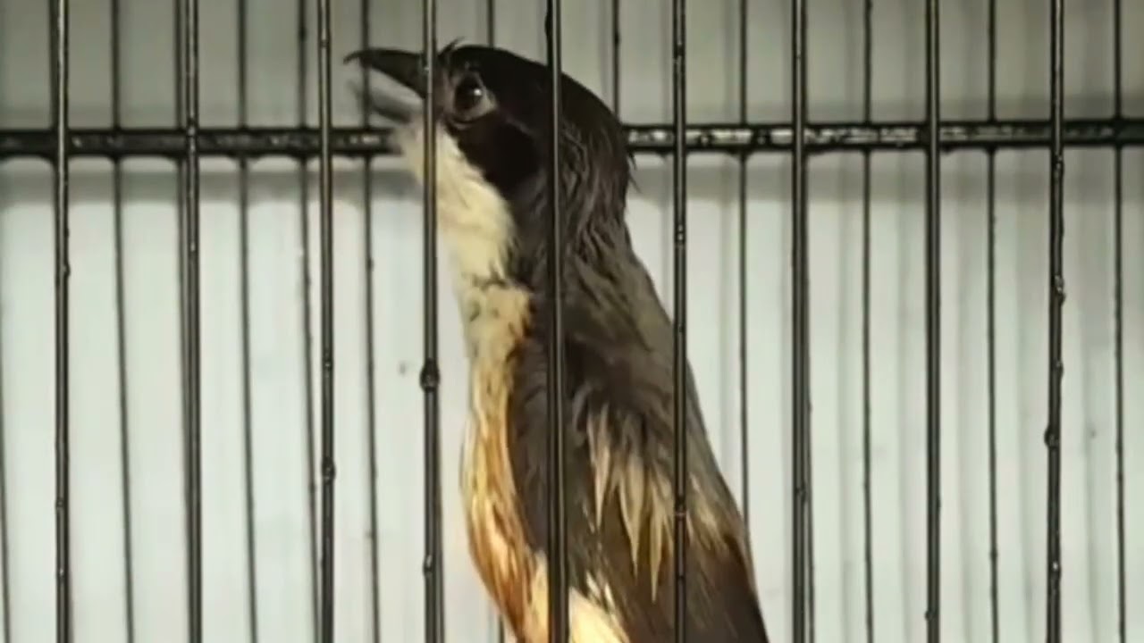 INI LOH YANG NAMANYA ROLL SPIT TEMBAK BOLO #cendetgacor #bodbodcendet #ternakcendet #masteran#burung