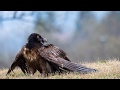 Birdwatching: Freilassung von Bartgeier Lea im Nationalpark Hohe Tauern