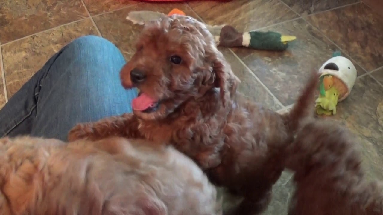 Cavapoo puppies Louie, Layla & Lady want to kiss your face doodle معنى