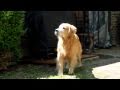 Canon T3i test video - golden retrievers (video snapshot mode)