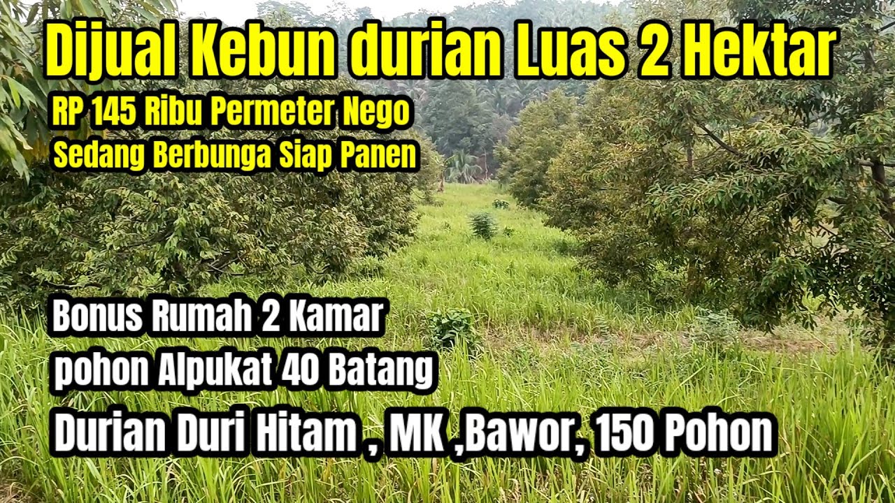 Dijual Rumah Kebun Durian Premium Produktif Luas 2 Hektar, Duri Hitam,Musang king,Bawor Dan Alpukat