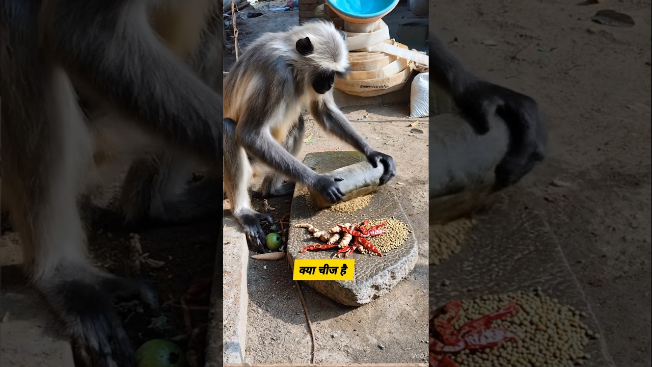 क्या चीज है 